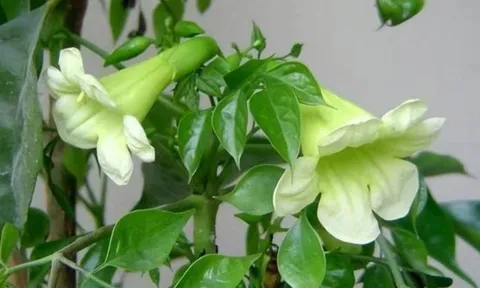 Lời Tổ tiên truyền lại: 6 cây này nở hoa báo hiệu tài lộc, trồng trước nhà sẽ giàu sang