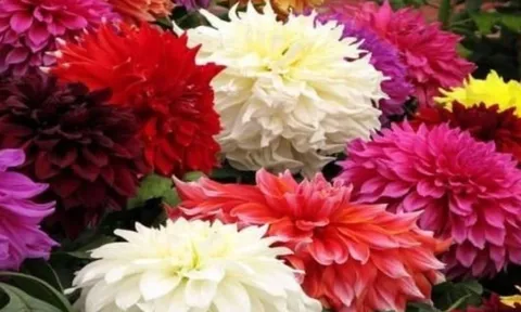 Tổ tiên dặn: Trồng 4 loài hoa trước cửa, tài lộc đầy nhà, may mắn ùn ùn kéo đến