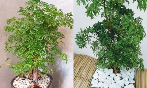 Trồng cây đinh lăng ở vị trí nào tốt cho phong thủy? 4 tuổi nady rất hợp trồng cây đinh lăng?