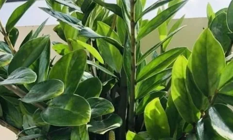 9 cây phong thủy cha ông truyền lại: Trồng một lần, hút lộc như vòi rồng, tiền bạc ào ạt vào nhà