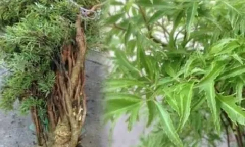 Cây đinh lăng phong thủy: Bí quyết trồng đúng vị trí để hút tài lộc, giữ của trong nhà