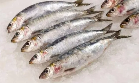 Loại cá rẻ bèo ở Việt Nam, chỉ vài chục nghìn/kg nhưng được chuyên gia Mỹ công nhận 'ngon và bổ nhất thế giới