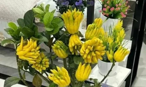 Tổ tiên chỉ ra 3 loại cây trồng trên ban công giúp tiền tài dồi dào, giàu sang phú quý