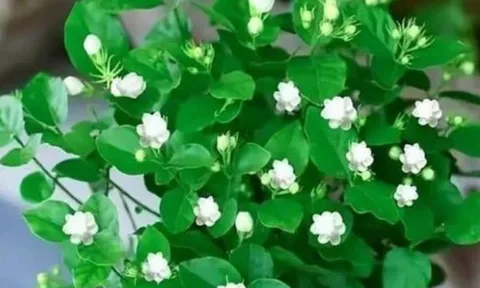 Top cây trồng trong nhà dễ chăm, xanh mát quanh năm: Lọc không khí sạch, giúp tinh thần minh mẫn