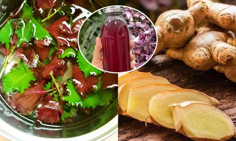 Vì sao uống nước lá tía tô nên thêm gừng?