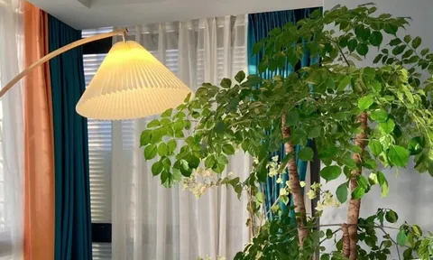 Người già dặn dò: Trồng 3 cây cảnh này, nhà cửa hưng vượng, con cháu sung túc