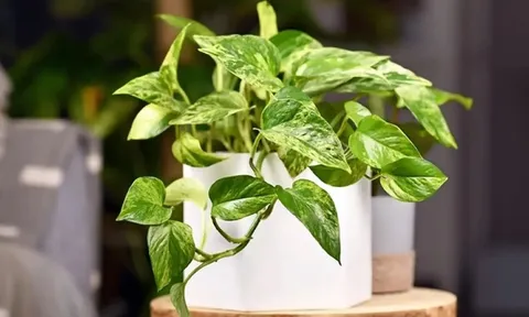 Người thuộc 3 mệnh này trồng cây trầu bà là ‘gánh lộc’ về nhà