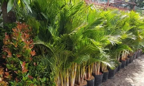 Trồng 4 loại cây phong thủy này, con cháu hưởng phúc lâu dài, gia đình bình an và sung túc