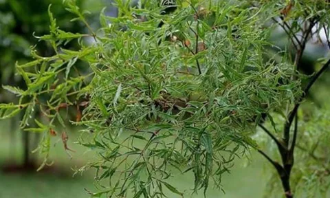Cây đinh lăng - ‘Thần giữ của’: Trồng đúng vị trí trong nhà để tiền tài vào như nước