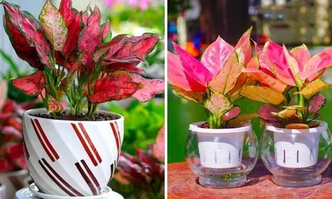 Mệnh Hỏa cứ trồng cây này: Phúc khí dâng cao - Tiền Tài không thiếu, lợi 3 trong 1