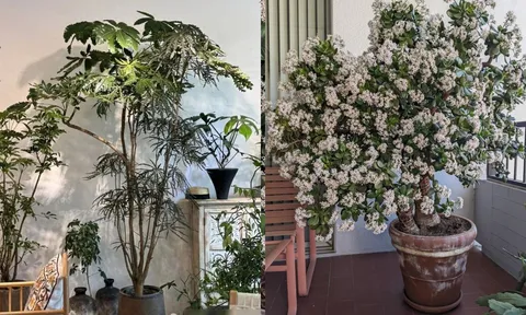 Người xưa dặn: "Trồng 3 cây cảnh trong phòng khách, con cháu thịnh vượng muôn đời", đó là cây gì?
