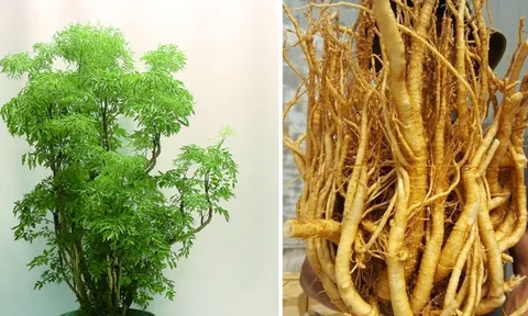 Trồng cây đinh lăng bao nhiêu tuổi là tốt nhất? Mẹo chọn đinh lăng đảm bảo dược tính