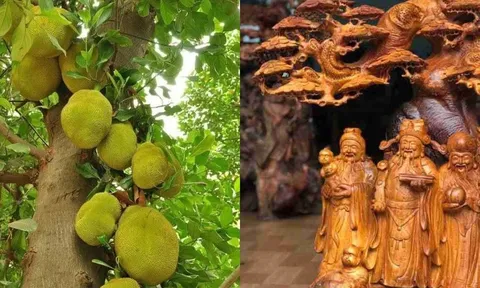 Vì sao người xưa dùng gỗ mít làm tượng thờ, đồ thờ, xây đình chùa nhưng lại kiêng trồng cây mít trước nhà?