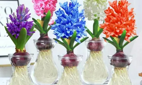 4 cây phong thủy trồng thủy sinh này, càng xanh tươi gia chủ càng phát tài, phát lộc