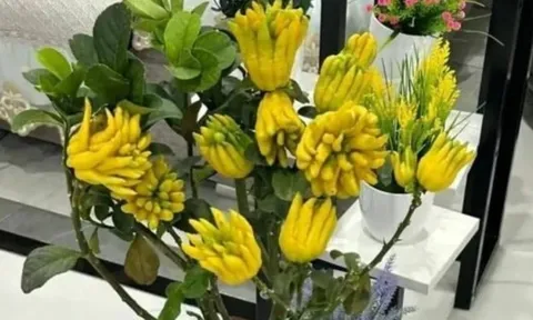 Tổ tiên chỉ rõ 3 loại cây phải trồng trên ban công: Giàu sang phú quý, tiền vào như nước