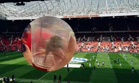 Fan Sunderland “bắt chuột” ngay trên khán đài Old Trafford