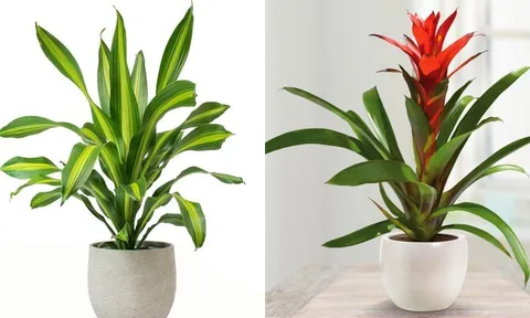 5 loại cây chiêu tài nạp lộc, đặt đúng chỗ tài vị tiền tài tự tìm đến với gia chủ