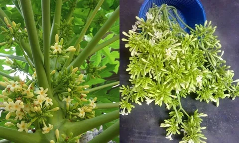 5 người này dùng nhhiều Hoa Đu Đủ Đực là hại hơn lợi, đừng ham