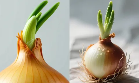 Hành tây mọc mầm xanh, ăn được hay nên bỏ?