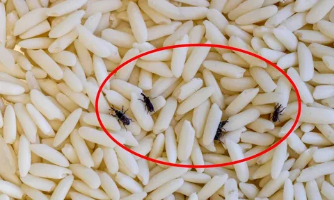 Mẹo bảo quản gạo không bị mọt, để lâu vẫn thơm ngon