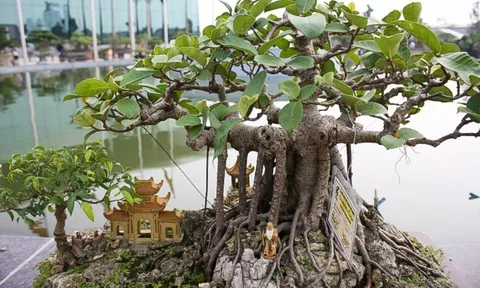 Nhà giàu không bao giờ trồng 5 loại cây phong thủy này, vừa tiêu tán tài lộc, vừa rước bệnh