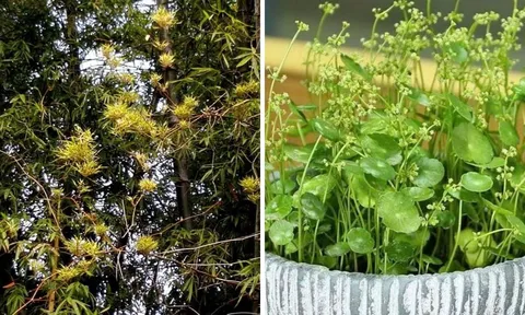 Thấy 4 cây này ra hoa đừng vội mừng: Đây là điềm báo vận xui đang cận kề