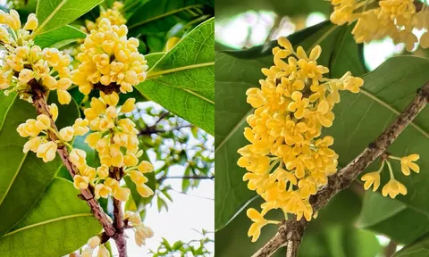 Vi sao người giàu thích trồng cây mộc hương trong sân nhà?