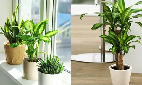 Dù nhà có nghèo đến mấy, cũng nên đặt cây xanh ở những vị trí này để đổi vận, càng ở càng giàu có