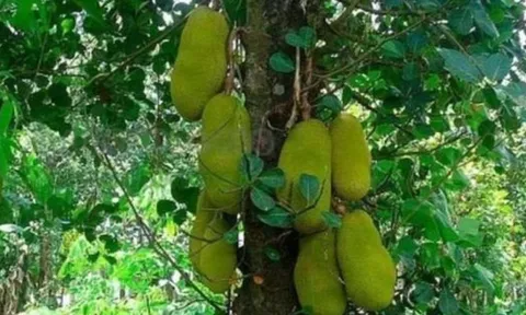 Trồng 4 loại cây phong thủy trước nhà giúp giữ vượng khí, hút tài lộc, gia chủ giàu sang phú quý