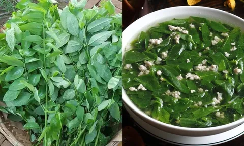 5 trường hợp nên Hạn Chế Ăn Rau Ngót