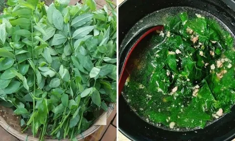 Tài sao bạn nên vò rau ngót trước khi nấu?