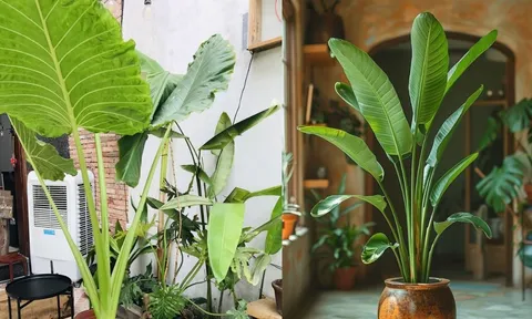 Tại sao phong thủy thích cây lá to hơn cây lá nhỏ? Bí mật của năng lượng thịnh vượng trong không gian sống