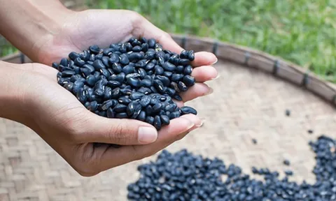 Uống 2 ly trà Đậu đen trước bữa ăn, giúp giảm cân, ít rụng tóc, da đẹp và trẻ lâu