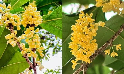 Vì sao người giàu thích trồng cây mộc hương trong sân nhà?