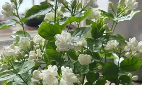 5 loại cây cảnh mang điềm xấu, tuyệt đối không nên trồng trong nhà kẻo rước xui xẻo