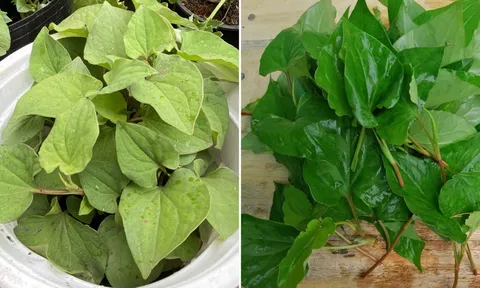 Loại nước lá tốt cho người bị viêm xoang, chợ nào cũng có