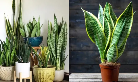 Người thuộc 2 mệnh này trồng Cây Lưỡi Hổ, lộc đến ngập nhà