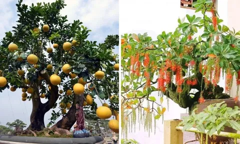 Ông bà dặn: “Trồng cây là gieo phúc”: 5 cây ông bà trồng con cháu hưởng phúc thịnh vượng, bình an