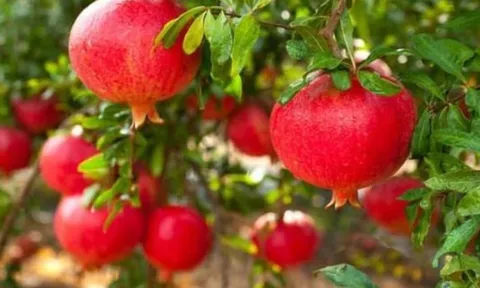 4 loại cây phong thủy “hốt lộc” cực mạnh: Càng trồng càng giàu, chặt đi tiền tài tiêu tan ngay