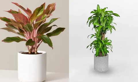Đặt đúng 4 loại cây này trong nhà, Thần Tài gõ cửa, tiền vào như nước, cả năm phú quý đủ đầy