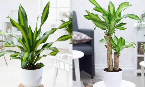 Người thuộc 2 mệnh này trồng cây Thiết Mộc Lan là mang vàng vào nhà, hút lộc cực đỉnh