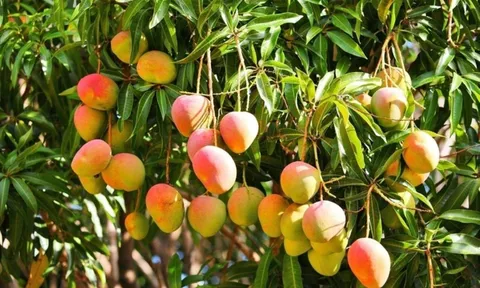 Theo phong thủy, trồng cây xoài trước nhà có tốt không?