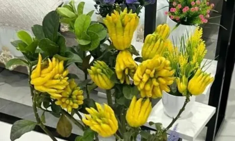 Tổ tiên dạy: Trồng 3 loại cây này ở ban công, tiền vào như nước – nghèo mấy cũng nên có!