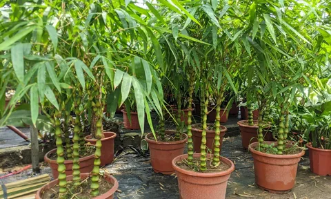 Trồng 3 loại cây “gác cổng” này, để hóa giải vận xui, chiêu tài giữ lộc cực tốt