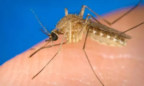 Virus lạ do muỗi truyền qua người khiến 63 người tử vong: 7 triệu chứng giống cúm nhưng cực nguy hiểm
