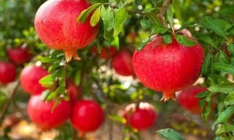 4 loại cây phong thủy hút tài lộc: Càng trồng càng giàu, chặt đi là mất hết