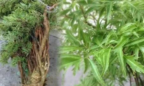 Cây đinh lăng - ‘Thần giữ của’ giúp hút tài lộc, chuyên gia chỉ vị trí trồng chuẩn phong thủy