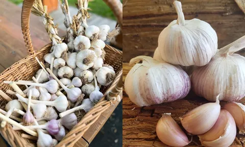 Đầu bếp chỉ mẹo bảo quản tỏi không cần tủ lạnh, để nửa năm vẫn tươi ngon