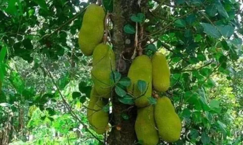 Trồng 4 loại cây này trước nhà giúp giữ vượng khí, tụ lộc trời ban – Gia chủ giàu sang, phất lên như diều