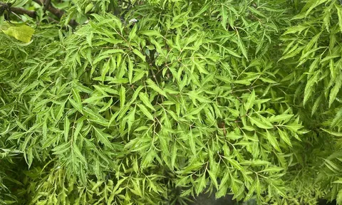 Người thuộc 3 mệnh này trồng cây Đinh Lăng, lộc đến ào ào, tiền vào như nước